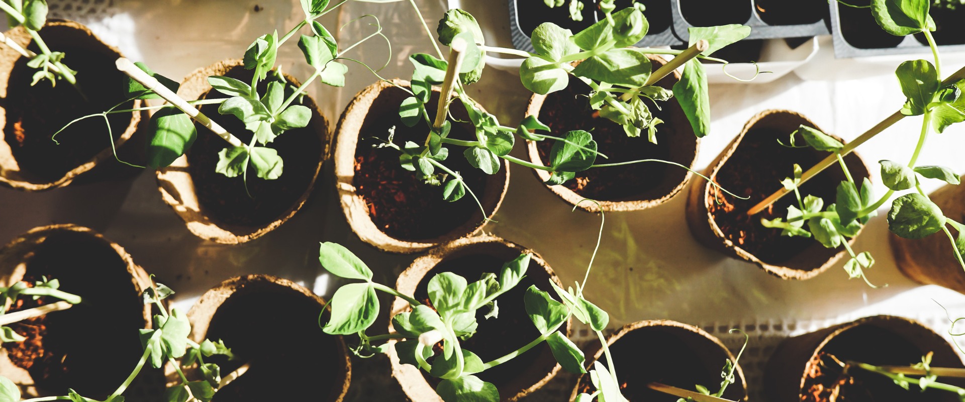 Environmental Events and Activities in Georgetown, TX