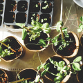 Environmental Events and Activities in Georgetown, TX